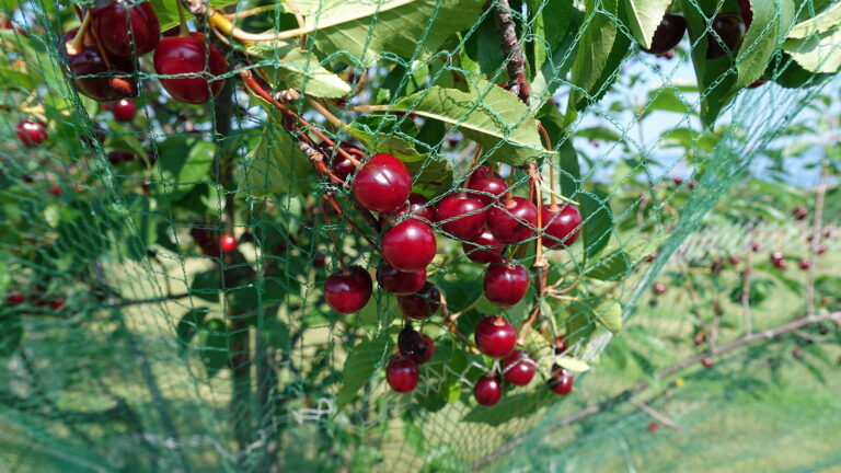 Nos produits horticoles - Protection - Filets pour oiseaux et insectes -  Agri-Flex