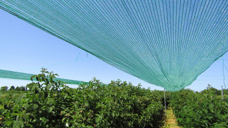 Filet anti-oiseaux d'extérieur, Protection contre les légumes, maille Fine,  contre les moustiques, pour l'entretien des fruits, couverture de  plantation, jardinage